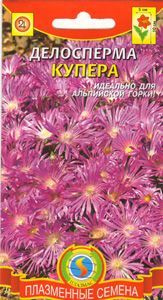 картинка Делосперма, Купера (10 шт.) Плазменные семена от магазина Сибдача
