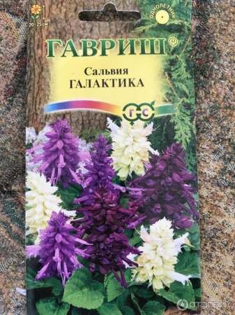 картинка Сальвия сверкающая, Галактика (8шт.) Гавриш от магазина Сибдача